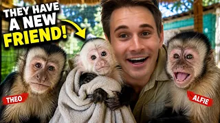 I SURPRISED My MONKEYS with A NEW FRIEND!