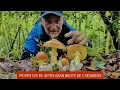 Download Lagu PRIMER DIA DE SETAS 2025 GRAN BROTE DE BOLETUS Y AMANITA CAESAREA