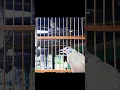 Download Lagu Kapas Tembak Ngebreen #kicausumatra #burung #kapastembak #kapastembaksumatra #shorts #reels