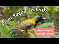 Lagu Suara Pikat Sogon Terbaik Atasi Sogon Susah Turun