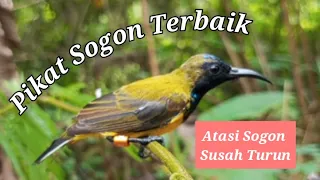 suara pikat sogon terbaik atasi sogon susah turun