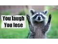 Download Lagu Try not to laugh or smile | Funny raccoon compilation 2017
