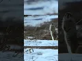 Download Lagu Adaptasi Unik Tupai Tanah Arktik #squirrel #squirrels #tupai #animalshorts #shorts