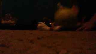 Monkey Died