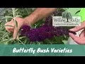 Butterfly Bush Varieties