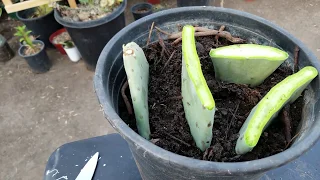How to reproduce the nopal