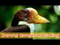 Download Lagu Suara Alamku - Burung Rangkong Gading