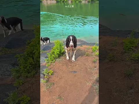 This Dog Passed the Loyalty Test! 🥺❤️