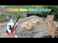 KUCING LUCU DUDUK SANTAI