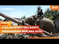 4 Gajah Sumatera Bantu Penanganan Bencana di Pidie Jaya Aceh | SONORA UPDATE