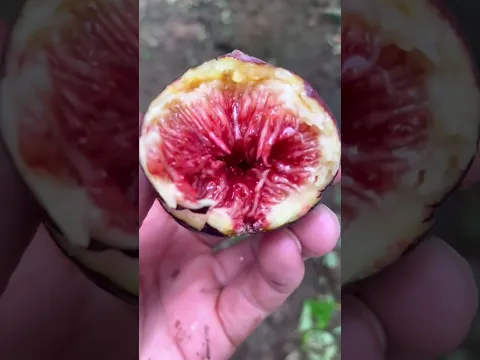 Farm fresh delicious figs #fypシ  #shortsfeed
