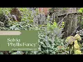 Lagu Plant Review: Salvia 'Phyllis Fancy'