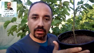 شجر توت   انواعه  وطرق زراعته                حلقة     دندنها