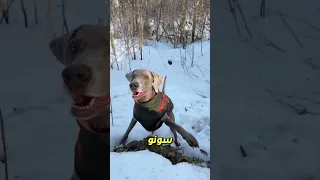                                                            دندنها