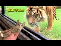 Download Lagu LUCU \u0026 TEGANG!! Momen Pertama Kucing Bertemu Harimau, Singa, dan Macan Tutul Dijamin Ngakak