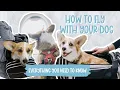 Flying With Your Dog in Cabin NON ESA My Experience Bringing My Corgi on a Plane in a Carrier