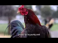 10 Most Expensive Gamefowl Bloodlines in the World Rare Elite Genetics