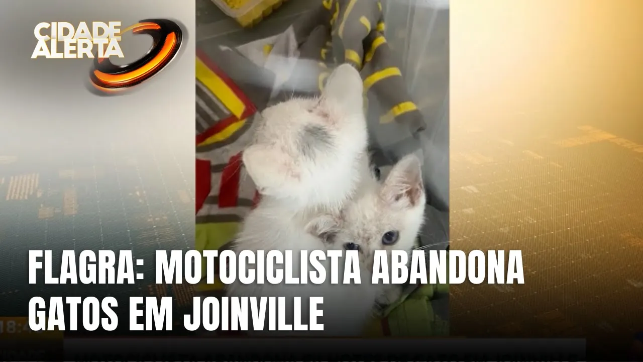 Motociclista abandona filhotes de gato no bairro Floresta, em Joinville