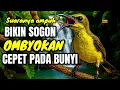 Lagu Pancingan yang bikin sogon ombyokan cepet bunyi‼️ 100% ampuh
