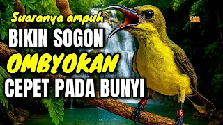 pancingan yang bikin sogon ombyokan cepet bunyi 100 ampuh