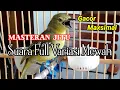 Download Lagu Masteran Dan Terapi Sirtu/Cipoh Paling Jitu // Full Isian Variasi