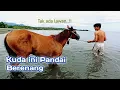 Download Lagu Kuda Berenang | Kuda Sumbawa Besar