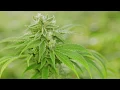 Cherry Pie Strain