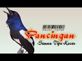 Download Lagu Pancingan Kacer Agar Emosi Langsung Buka Ekor