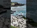 Download Lagu Pelican Convention in LaJolla