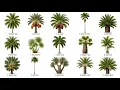 Every Diffrent Palm Explained in 7 minutes