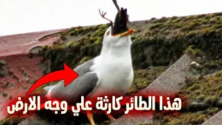 طيور النورس الوقحة تواجه الأرانب البجع الفئران و حتى البشر 