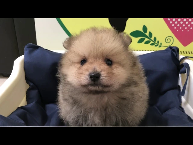 動画