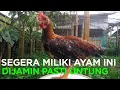 Download Lagu PERTUMBUHAN CEPAT‼️PASTI AYAM MARDI💯 #usahaayamkampung #ternakayamkampung