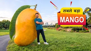 सबसे बड़ा आम 🥭 World’s Biggest Mango | Hindi Comedy | Pakau TV Channel