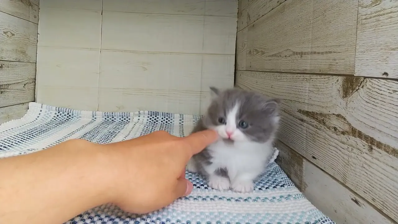 動画