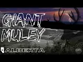 Lagu Alberta GIANT (Mule Deer Hunting Badlands) | Canada in the Rough