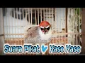 Suara Pikat Burung Kaso Kaso Gacor Ampuh!!!