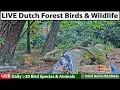 🐦 Forest Bird Feeder Wildlife Cam | 🍁 Spot Owls, Birds \u0026 Wild Animals in Autumn Live!