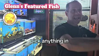 Rare Unique Exotic and Interesting Fish Campaign Glenn s Featured Fish