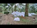 Download Lagu EMPAT karung per batang sekam broiler eps.16-10-2025
