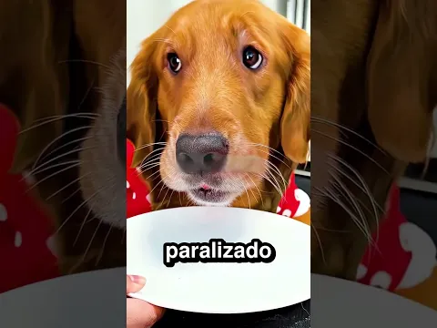 Este perrito se robó la comida de su dueño 🐕 🦴