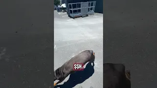 #Fyp #dream #YouTube #doberman #pets