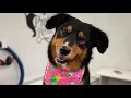 Retriever Mix Grooming