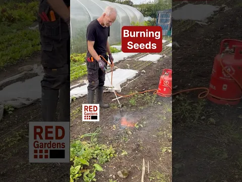 Burning Seeds #seedsaving #volunteer #equipment