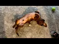 Download Lagu Mini dachshund plays doggie whack-a-mole