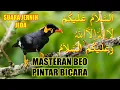 Download Lagu 3 jam masteran burung beo supaya bisa bicara assalamualaikum lailahailallah waalaikumsalam