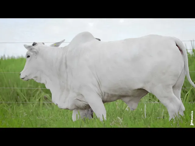 Novilha Nelore MMAR - 4253