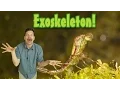 What s an exoskeleton Kids animal science insect growth elementary science vocabulary