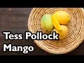 Download Lagu Truly Tropical Mango Varieties- 'Tess Pollock'
