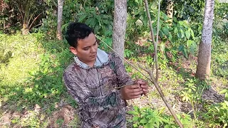 mikat burung kemade bunga api merah yang sangat cantik
